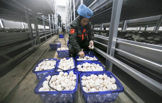 江西:新余總投資8億元雙孢菇項目實現工廠化標準化生產
